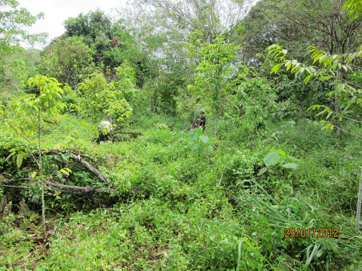 Kapur planted in ex cocoa area (2).JPG